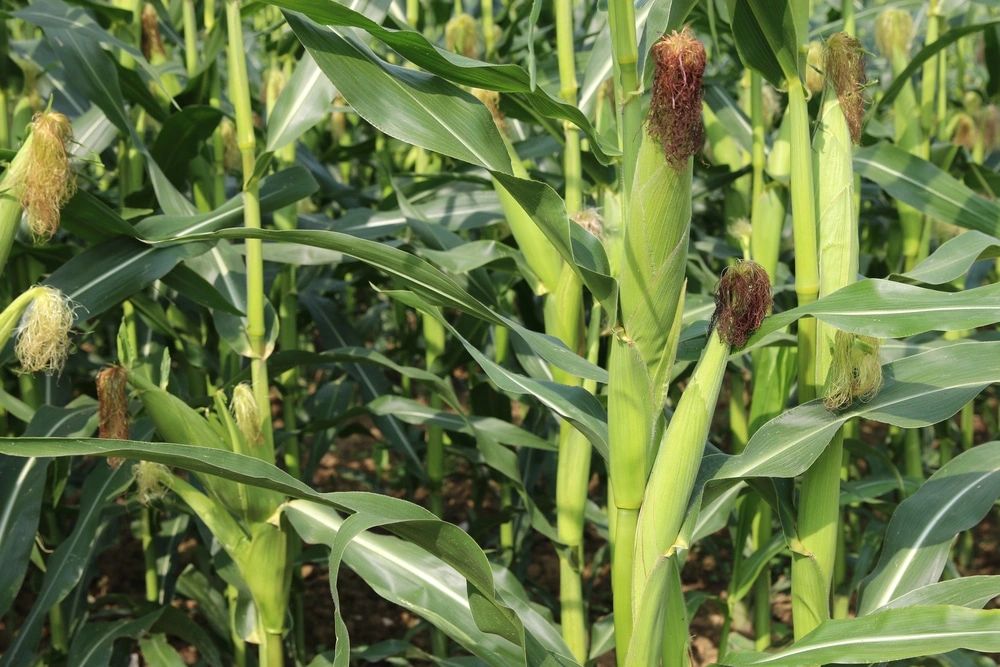 how-many-ears-of-corn-grow-on-one-stalk-answered